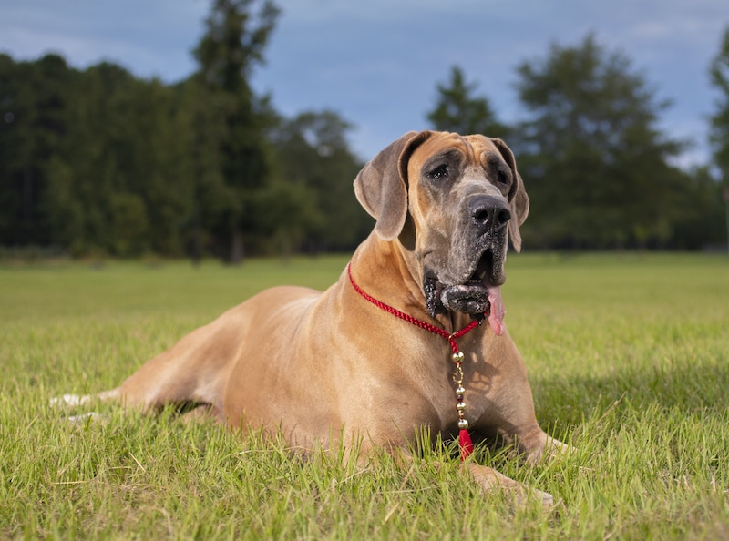 Great Dane resting on the lawn.