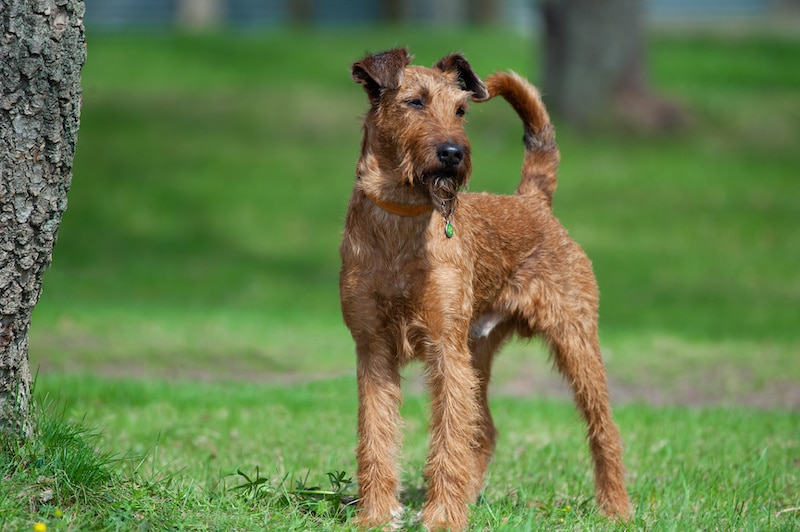 Irish Terrier on green meadow.