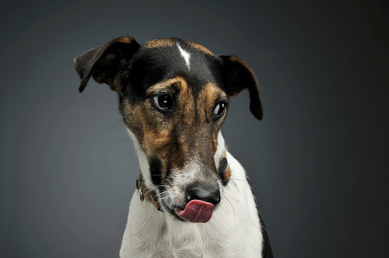 Smooth Coat Fox Terrier