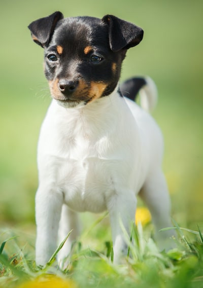 Toy Fox Terrier