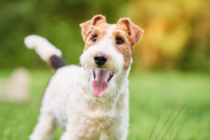 Wire Coat Fox Terrier