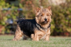 Portrait of nice Norwich Terrier outside on green grass.