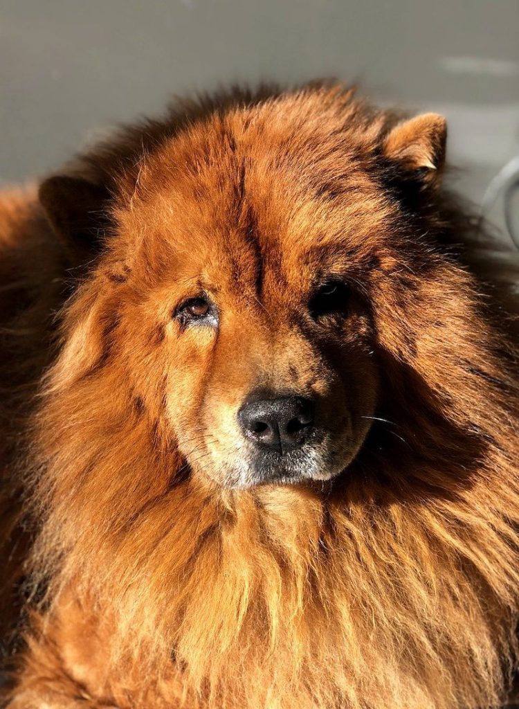 Portrait of a Chow Chow with a big lion-like Mane