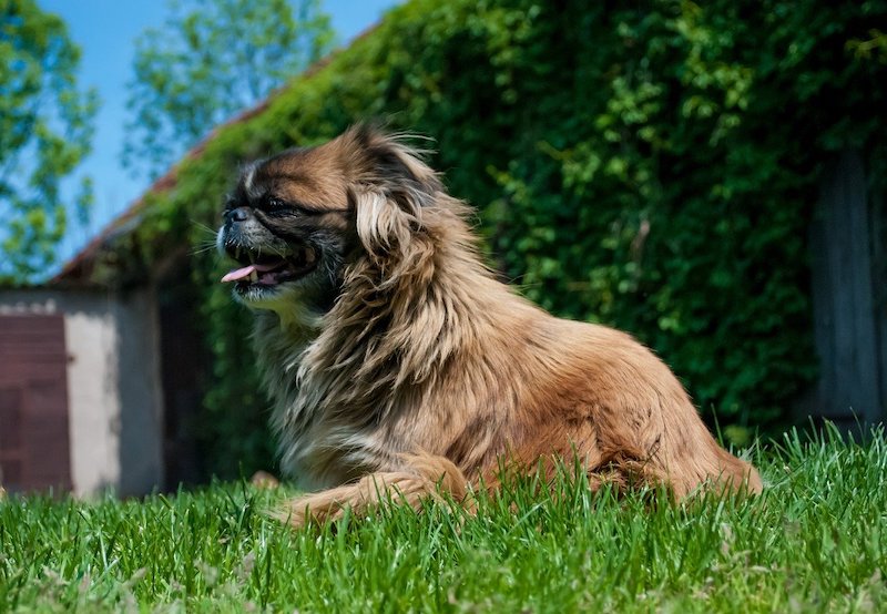 Peke dog breed outside laying down