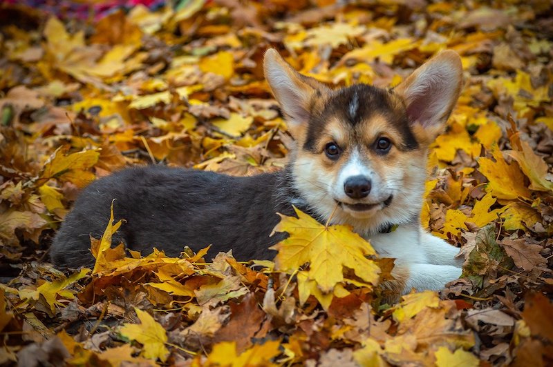 Small Pembroke dog breed laying down on pile of leafs outside.