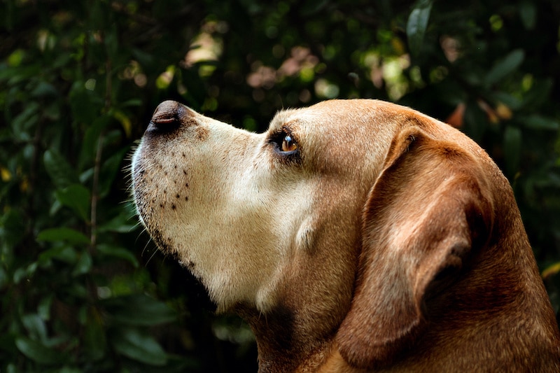 Portuguese Pointer dog portrait of head surrounded by nature.