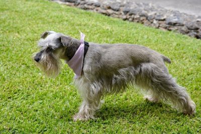 Standard Schnauzer standing on green grass wearing scarf around the neck.