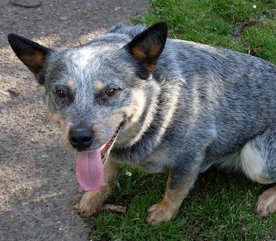 Blue Heeler dog breed.