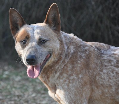 Red Heeler dog breed.