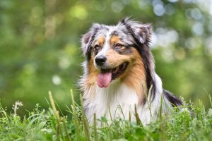 Australian Shepherd laying down outside in garden.