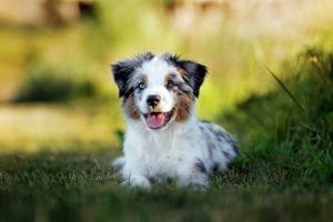 Miniature Australian Shepherd