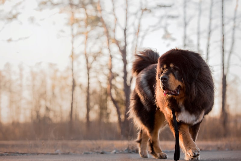 Tibetan mastiff dog in the park