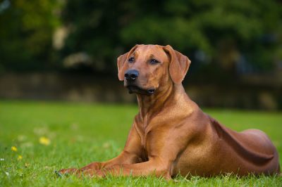 Rhodesian Ridgeback laying outdoors on a field.