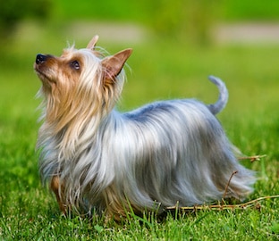 Australian Silky Terrier on grass