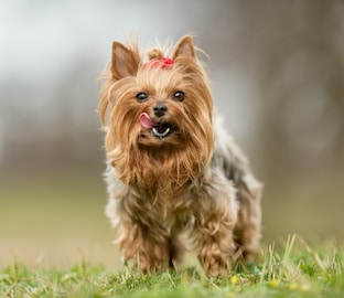 Yorkshire Terrier on grass