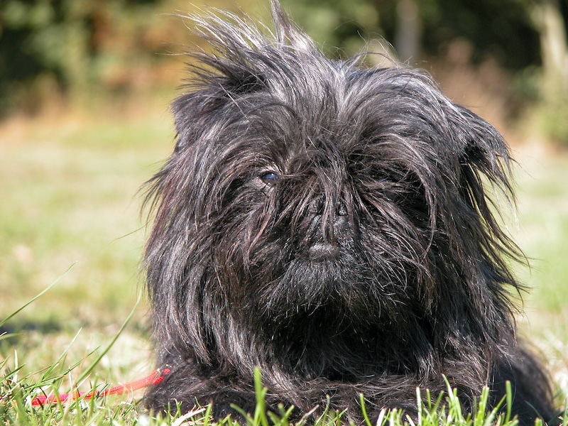 Affenpinscher laying on green grass