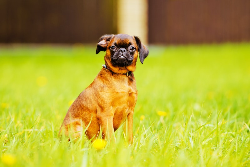 Petit Brabancon dog standing outdoors.