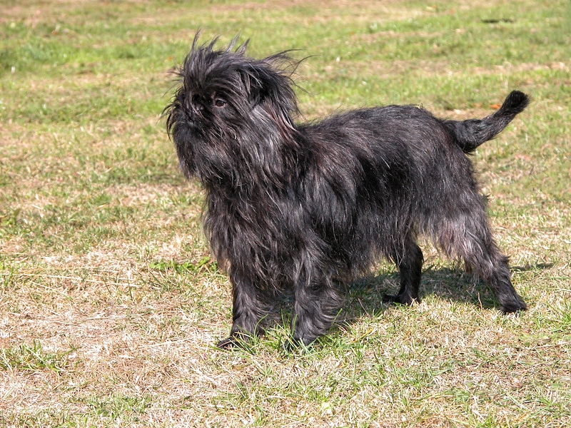 Affenpinscher standing on grass.