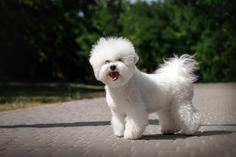 Cute Bichon Frise in the park.