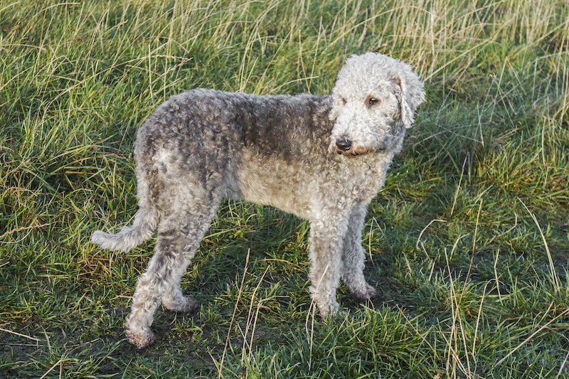 Bedlington Terrier standing outside in the field.