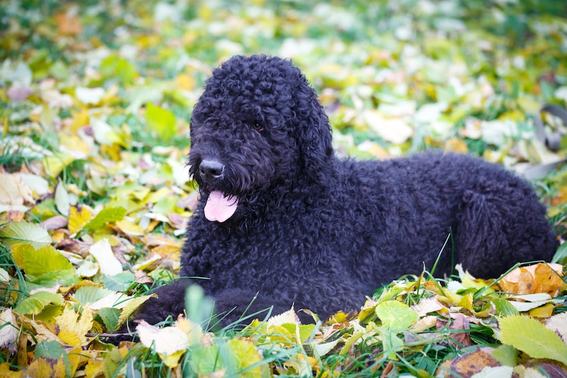 Black Russian Terrier dog laying down outside.