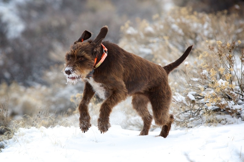 Pudelpointer running in snow.