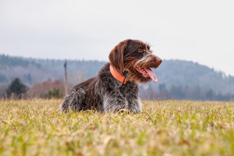 Wirehaired Pointing Griffon laying outside.