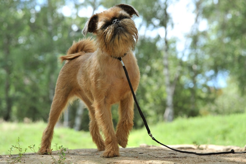 Brussels Griffon going for a walk in the park with a lead on.