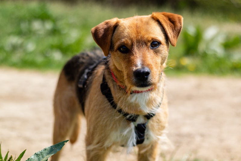 Brown Patterdale Terrier with a broken coat standing outside with leash on.