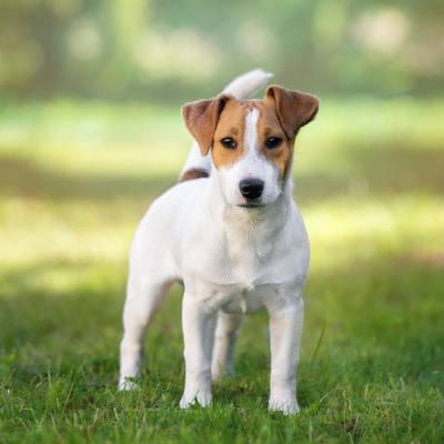 Jack Russell Terrier dog standing outdoors.