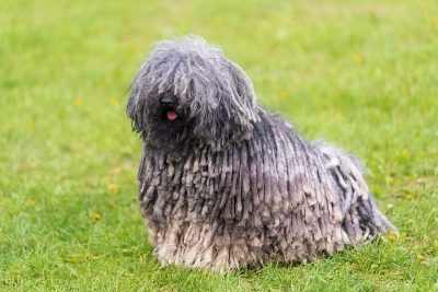 Gray Hungarian Puli Dog in the green park.