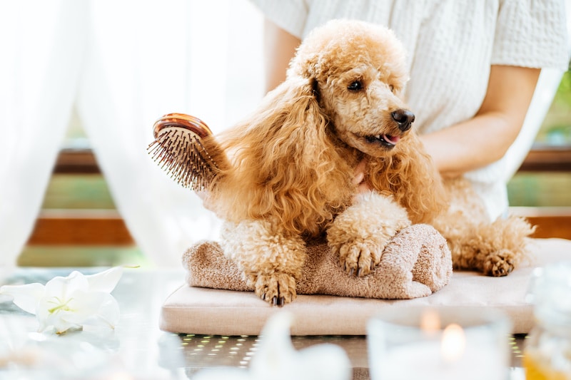 Types of Dog Grooming Brushes