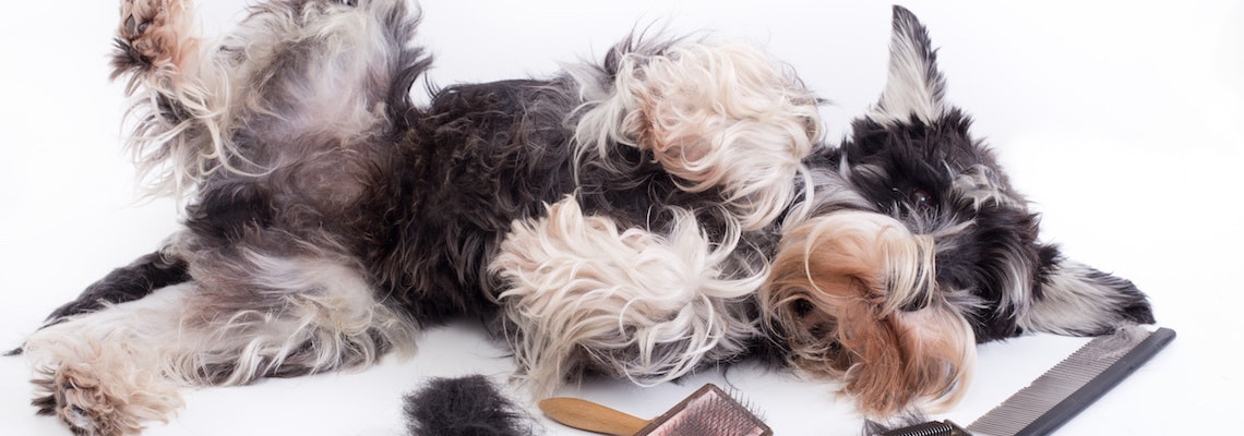 7-real-ways-to-stop-your-dog-shedding-excessively