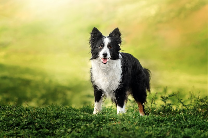 Border Collie dog spring portrait walking in green fields.