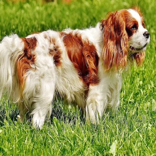 Do Cavalier King Charles Spaniels Shed Much Hair? Stop
