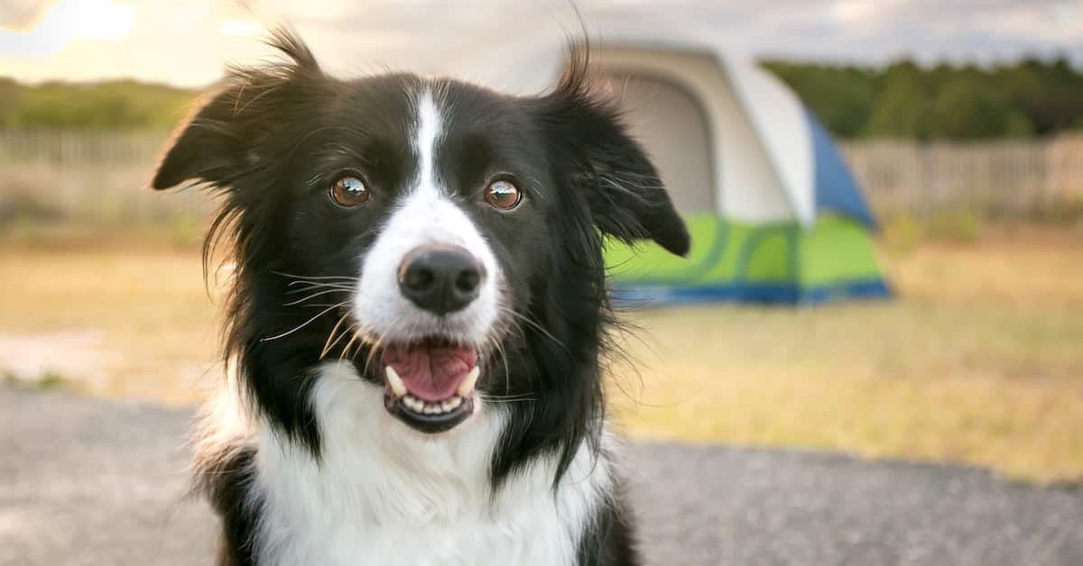 Do Border Collies Shed Excessively? Get The Facts! Stop