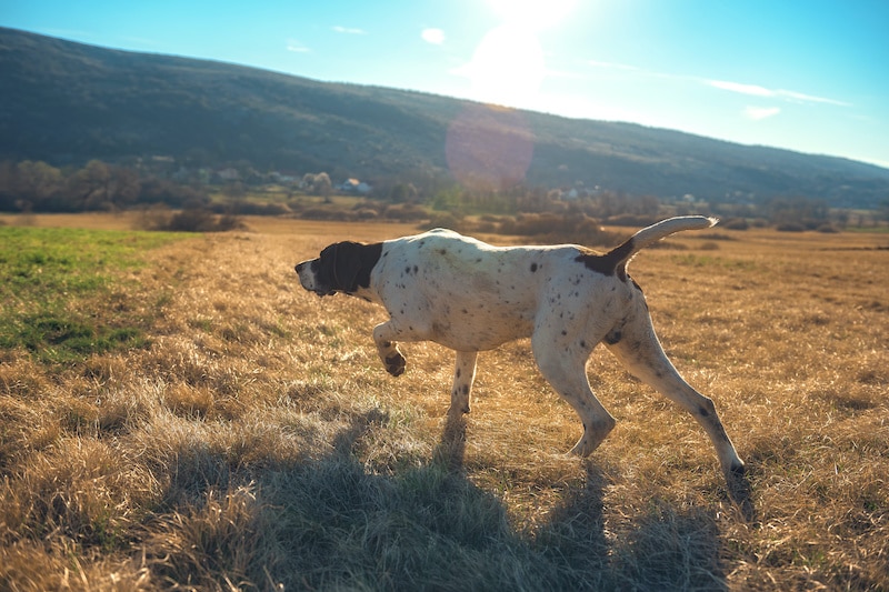 German Shorthaired Pointer hunting outdoors on beautiful sunny day.