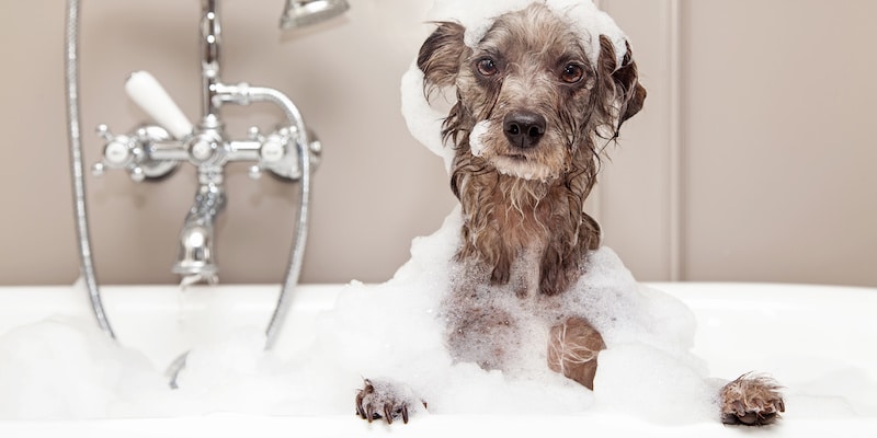 Dog Taking a Bath