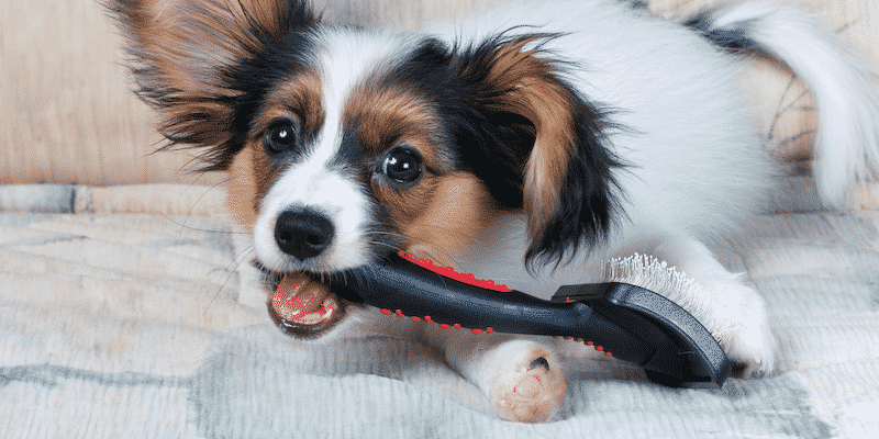 Dog Chewing on Grooming Brush