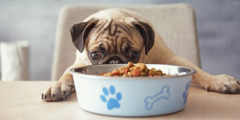 Dog Eating Food at Table