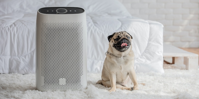 Pug dog breed sitting next to air purifier in cozy white bed room.