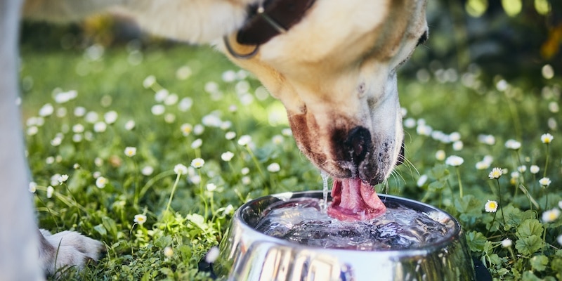 Labrador retriever dog drinking water from metal bowl outside on grass.