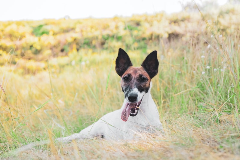 Fox Terrier resting on the grass outdoors smiling with tongue poking out.