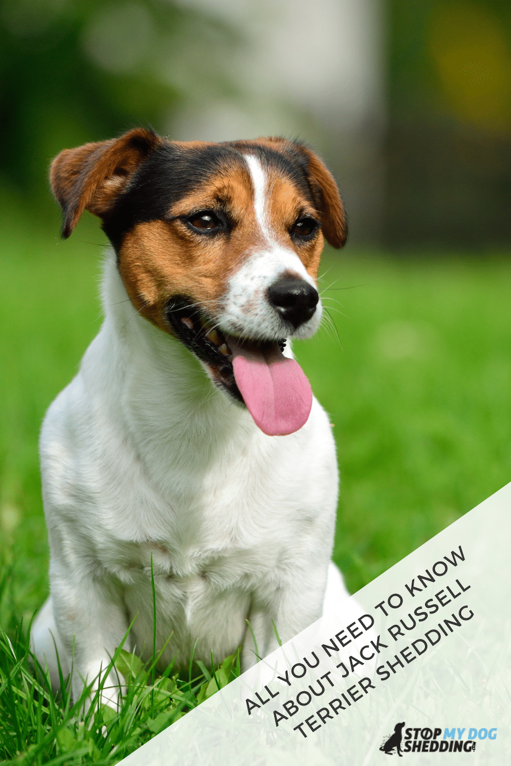 Do Jack Russell Terriers Shed?
