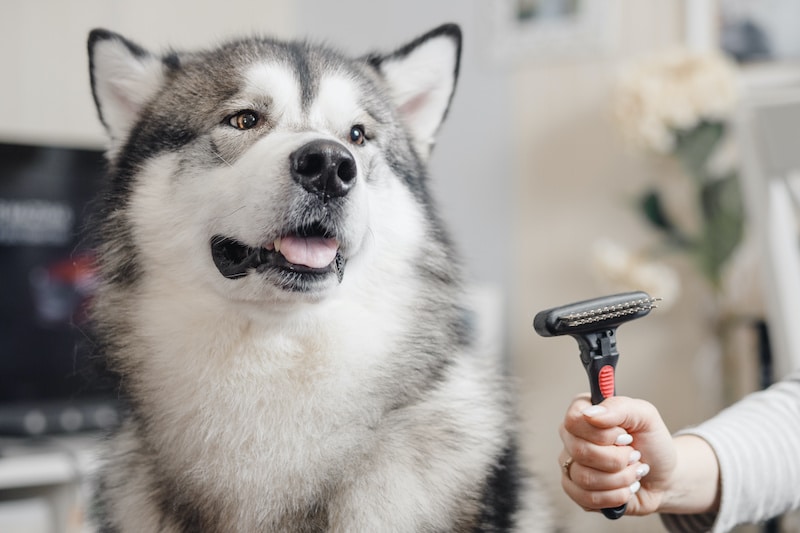 Portrait of Husky with tongue sticking out close-up with blurred gray background and person holding up a deshedding brush next to the dog.