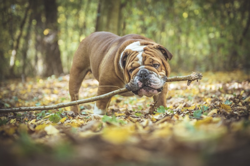 do english bulldogs shed a lot