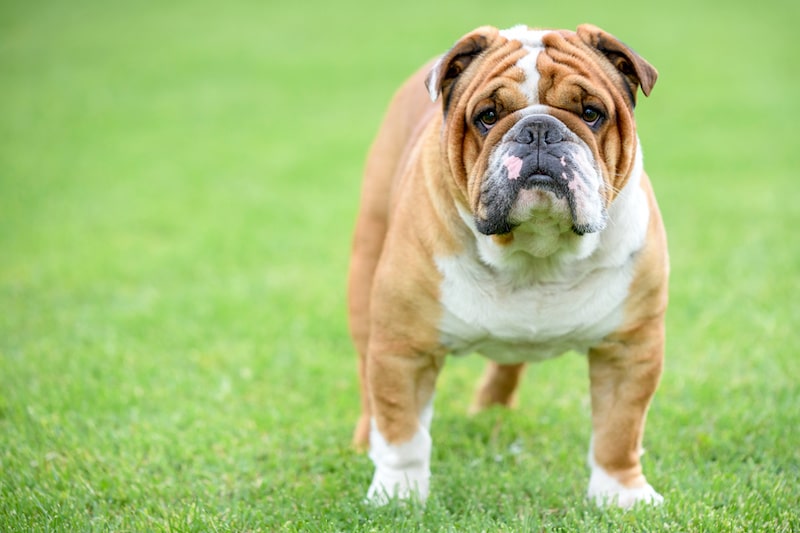 Do Bulldogs Shed Much Hair? - Stop My Dog Shedding