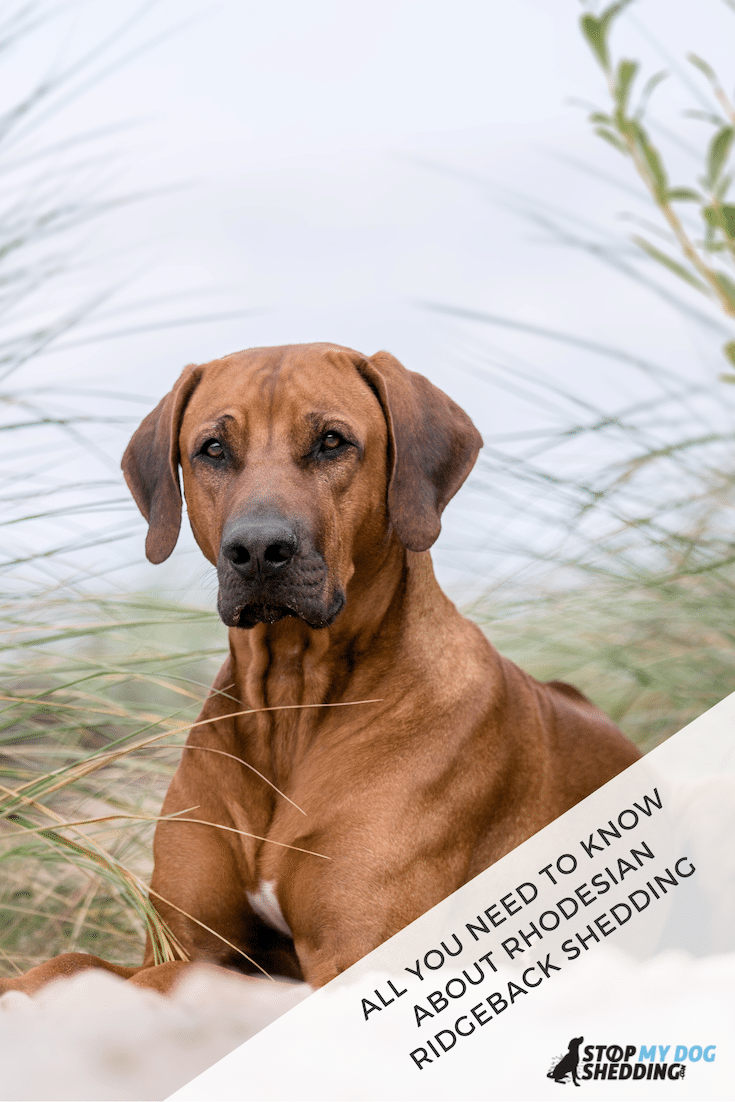 Do Rhodesian Ridgebacks Shed Much Hair?