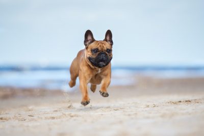 Happy french bulldog dog running on a beach