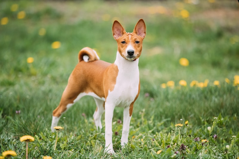 Basenji dog breed standing outside on grass.